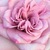 Rózsaszín - lila - Teahibrid rózsa - Orchid Masterpiece